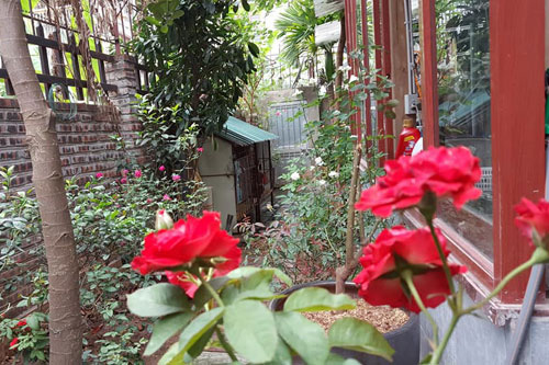 Cách tô điểm hoa hồng cho ngôi nhà