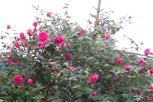 Đại gia chơi cây hoa hồng cổ cao 4 mét