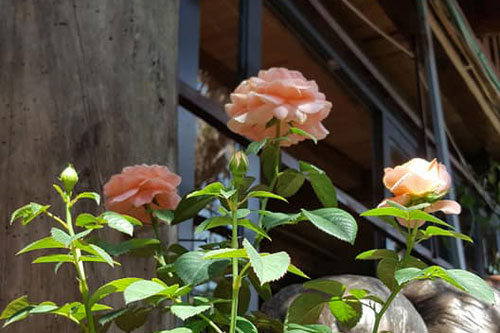 Hoa hồng cổ thuần chủng