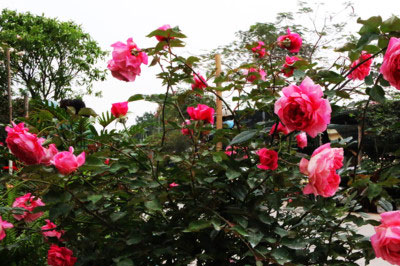 Giới thiệu Hoa hồng cổ thuần chủng